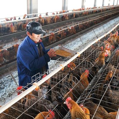 Pelotilla grande de las aves de corral de la capacidad que hace pollo del conejo de la máquina 5m m