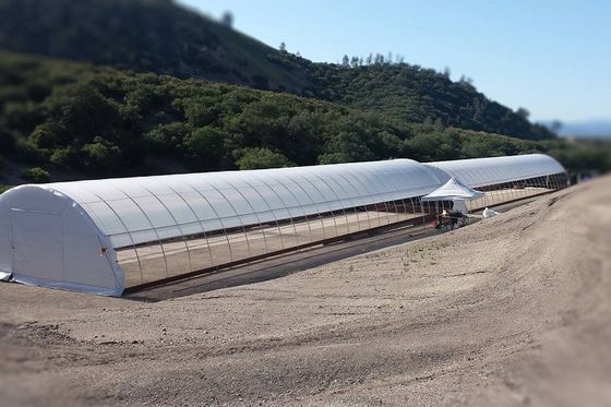 Invernadero de acero galvanizado del túnel del invernadero los 3.2m de la película del marco PE alto